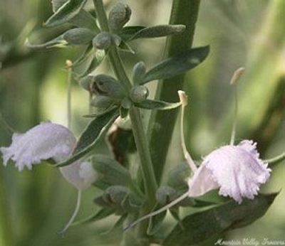 Salvia apiana White Sage image
