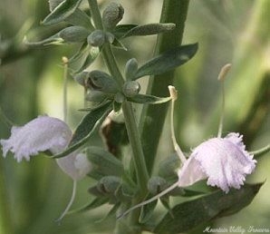 Salvia apiana flowers
