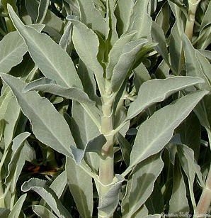 White Sage