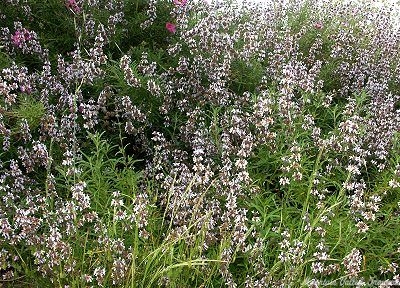 Island Black Sage in a naturalized setting
