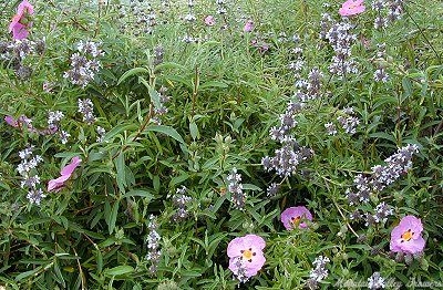 Island Black Sage and Orchid Rockrose