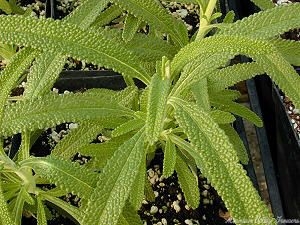 Fragrant, pebbly leaves of Black Sage