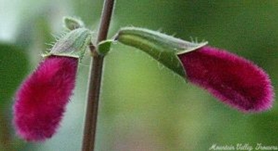 Salvia buchanni Velvet Sage image