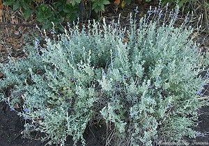 Mexican Blue Sage blooming