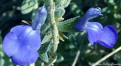 Salvia chamaedryoides Mexican Blue Sage image
