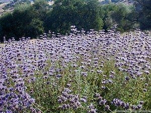 So many Cleveland Sage flowers makes a sea of purple.