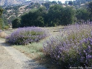 Mature Cleveland Sage Plants in full bloom.