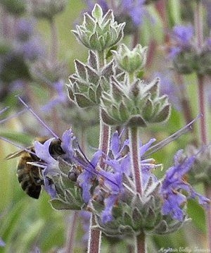 Clevleand Sage flowers