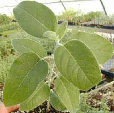 Salvia discolor Andean Silver Leaf image