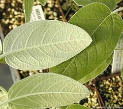 Top and Bottom leaf comparison