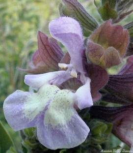 South African Sage Flower