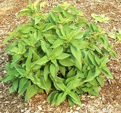 Pineapple Sage in summer