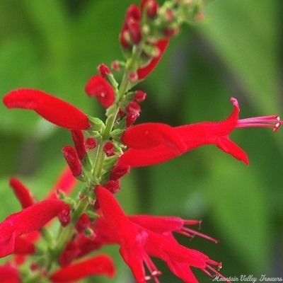 Pineapple Sage Flowers