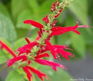 Long Red Pineapple Sage Flowers