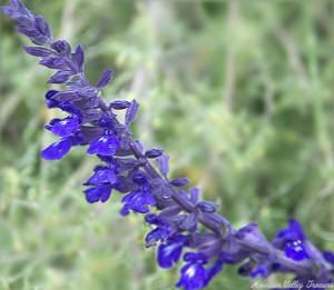 Salvia farinacea Indigo Spires Salvia flowers