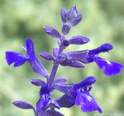 Salvia farinacea cv. Indigo Spires image