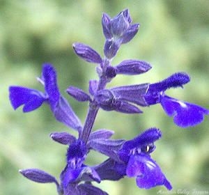 Close up of Indigo Spires Salvia flowers