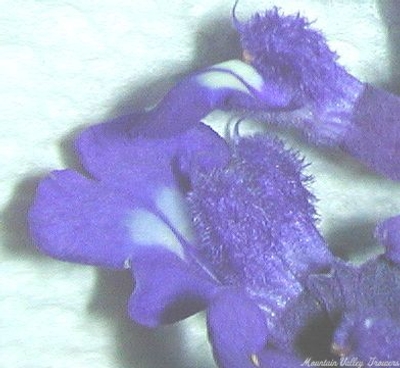 Salvia farinacea cv. Victoria Sage image