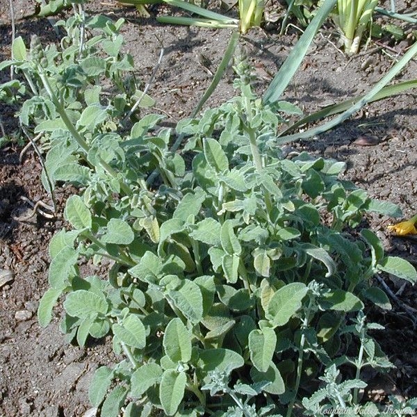 Young Greek Sage Plant