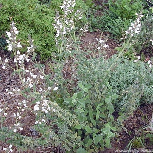 Greek Sage in flower