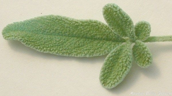 Tasty leaves of Greek Sage