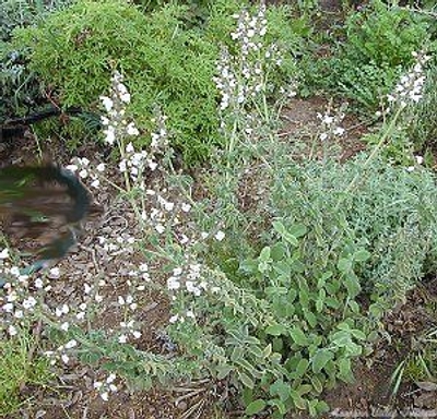 Salvia fruticosa Greek Sage image