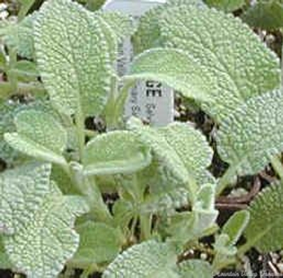 Greek Sage is included in the Gourmet Herb Garden