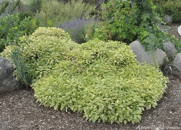 Golden Garden Sage in the Rocks