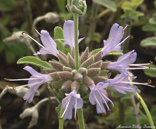 Salvia clevelandii x sonomensis Gracias Sage Flower