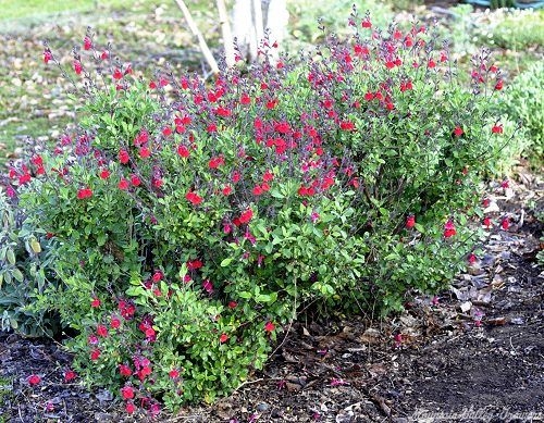 Maraschino Cherry Salvia 