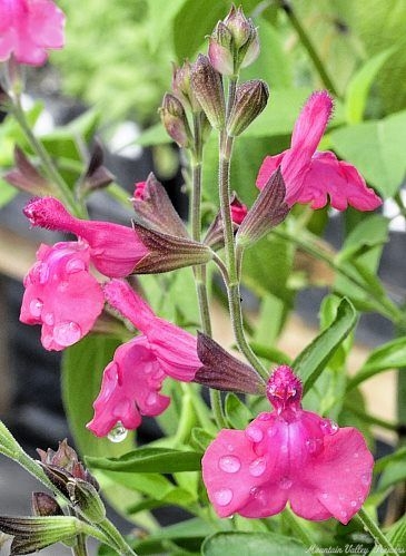 Big Pink Texas Sage