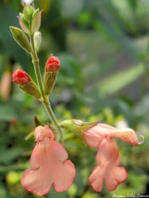 Salvia greggii California Sunset Sage image