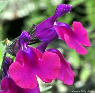 Diane Texas Sage