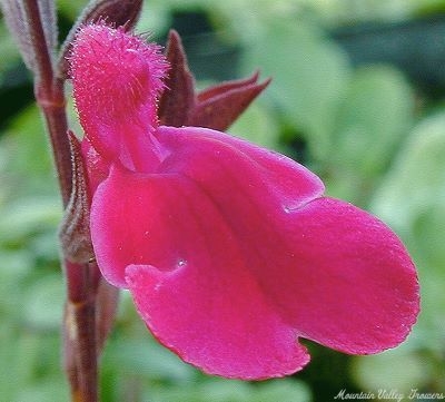Salvia greggii Raspberry Royal Salvia