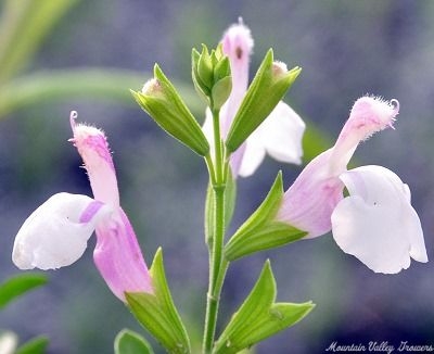 Salvia greggii Teresa's Texas Sage image