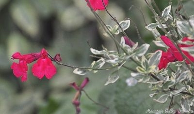 Variegated Autumn Salvia