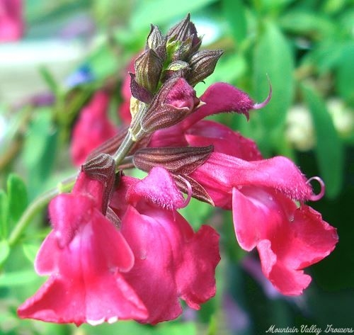 Salvia greggii Wild Thing Autumn Sage