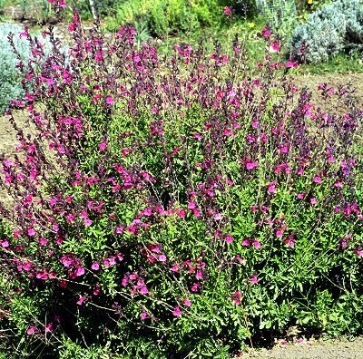 Wild Thing Salvia Bush