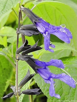 Salvia guaranitica Black and Blue Sage image