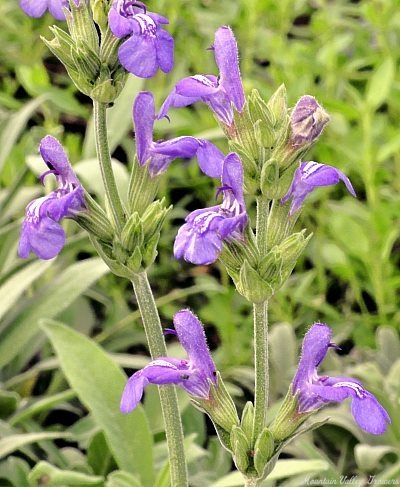 Salvia lavandulifolia SPANISH SAGE