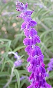 All Purple Mexican Bush Sage Flower Stem
