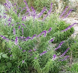 Mexican Bush Sage shrub in flower.