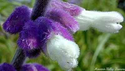 Salvia leucantha Mexican Bush Sage image