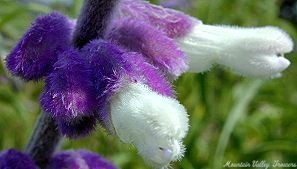 Close up of Mexican Bush Sage flower