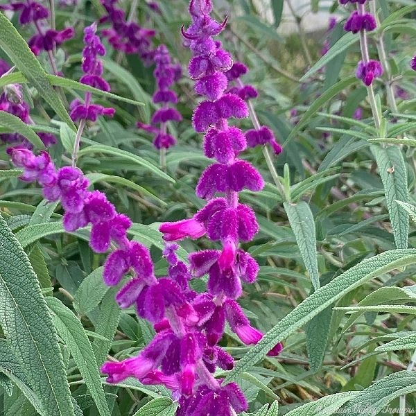 All Purple Mexican Bush Sage Flower Stem