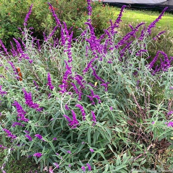 All Purple Mexican Bush Sage Flowering