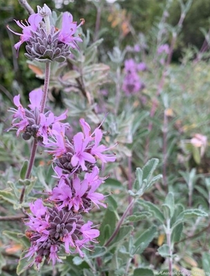 Salvia leucophylla Pt. Sal Purple Sage image