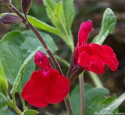 Salvia grahammii Maraschino Cherry Salvia image