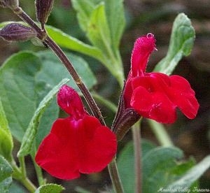 Maraschino Cherry Flower