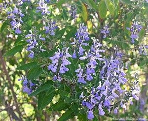 Flowers of Grape Scented Sage make a fun garnish.